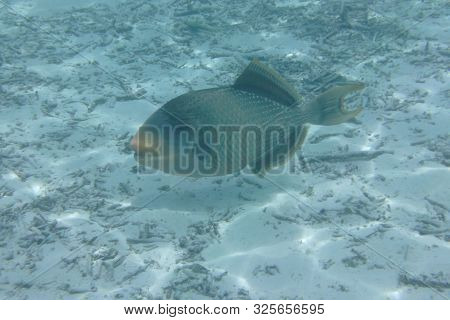 Triggerfish (balistodes Viridescens) Swims In The Indian Ocean, Maldives