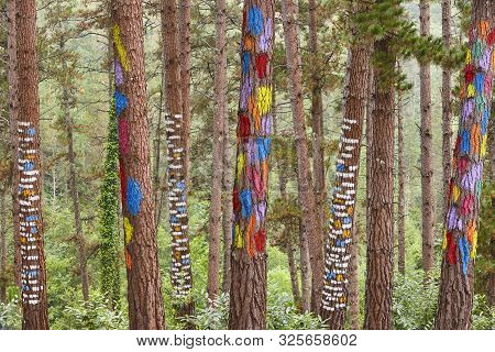 Painted Colorful Green Pinewood Forest In Spain. Oma, Basque Country