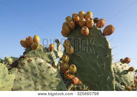 Prickly Pear Cactus Or Opuntia Field Opuncia Cactuses Are Typical Agricultural Plant In Desert