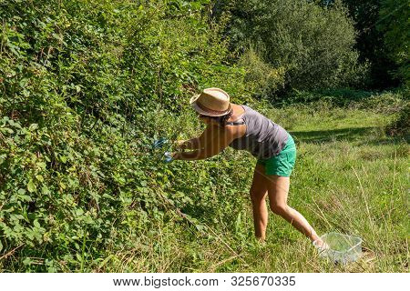 A Woman Picking Blackberry In The Hedge