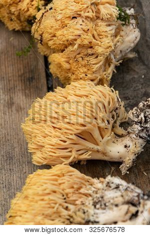 Ramaria Flava Mushrooms, Edible And Picked In Europe, Though They Are Easily Confused With Several M