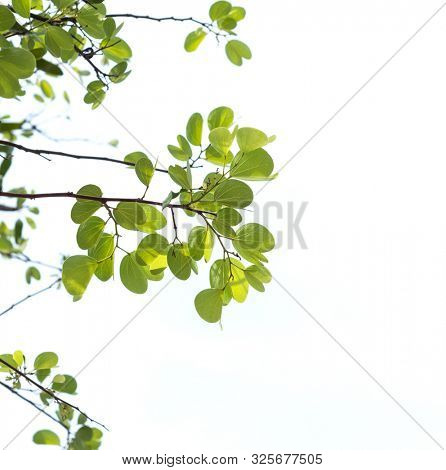 The branch of the Apta tree against white background, which has symbolic importance on the occasion of Dussehra festival.