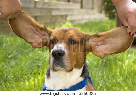 Big Ear-beagle