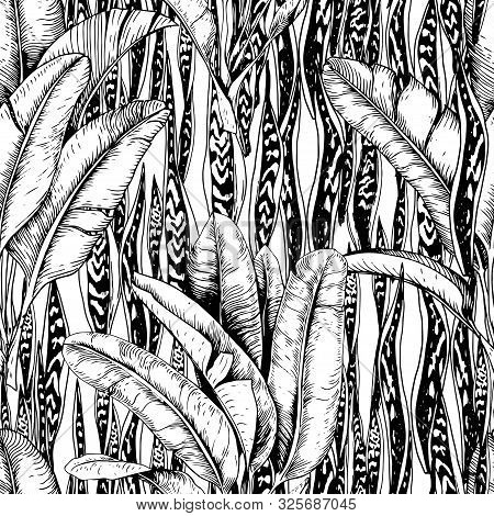 Seamless Pattern With Tropical Banana Leaves And Laurentii Snake Plants. Hand Drawn Vector. Black An