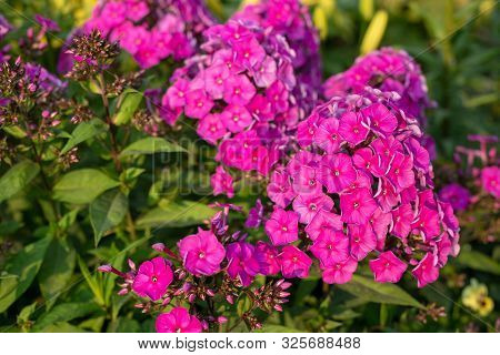 Purple Flame Flowers Of Phlox Paniculata. Garden Pink Phlox Flower. Perennial Phlox Closeup