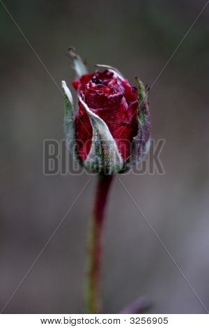 Winter Rose