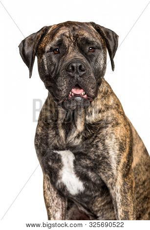 Bullmastiff sitting against white background