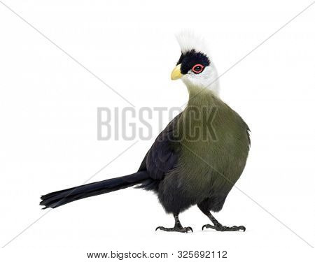 White-crested turaco, Tauraco leucolophus standing against white background