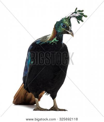 Himalayan monal, Lophophorus impejanus, also known as the Impeyan monal and Impeyan pheasant standing against white background