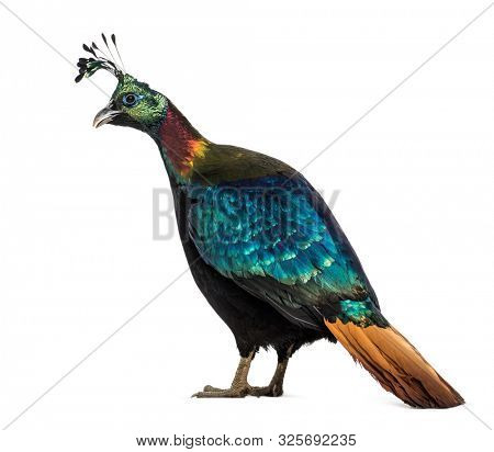 Himalayan monal (Lophophorus impejanus), also known as the Impeyan monal and Impeyan pheasant
