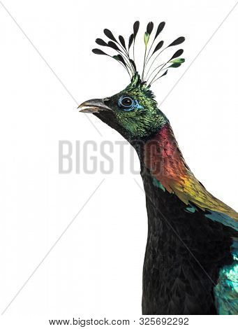 Himalayan monal, Lophophorus impejanus, also known as the Impeyan monal and Impeyan pheasant against white background