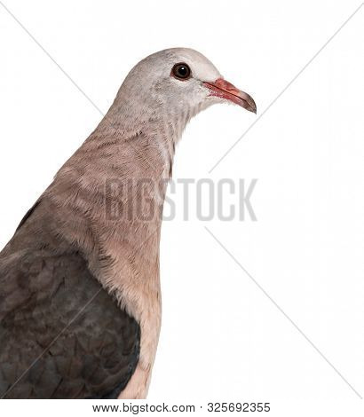 Pink pigeon, Nesoenas mayeri against white background