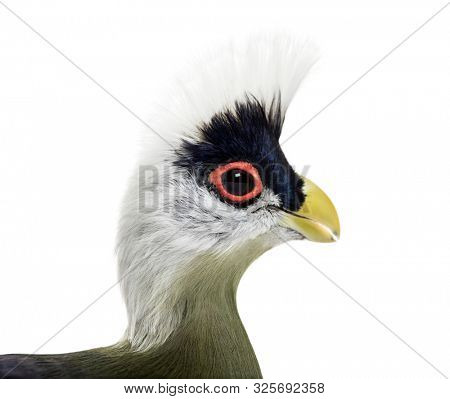 Close-up of a White-crested turaco, Tauraco leucolophus against white background