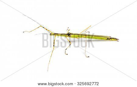 Yellow Flying Stick, Necroscia annulipes, phasma, in front of white background