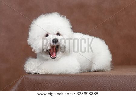 Yawning Dog Bichon Frize On A Brown Background In The Studio For A Photo Shoot