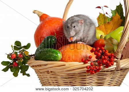 Cute Rat Dumbo With Vegetables On A White Isolated Background. Branches Of Mountain Ash; Rose Hips; 