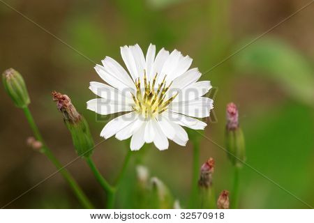Ixeris 나무