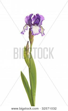 Stænglen med en lilla og hvide Iris blomst isoleret