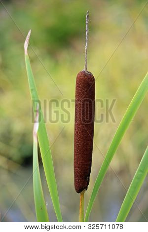 Greater Reed Mace Or Bulrush, Typha Latifolia, Seed Head With A Background Of Blurred Leaves.
