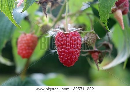 Raspberry, Rubus Idaeus, Ripe Red Fruit With Others Blurred In The Background Of Leaves Which Are Al