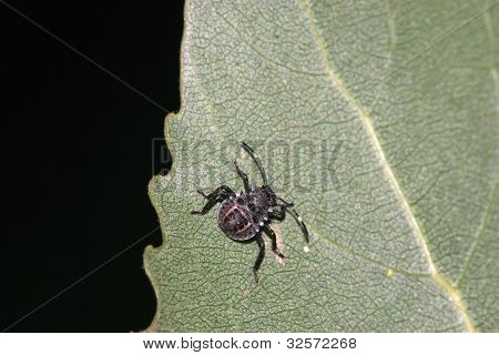 Stinkbug auf grÃ¼nes Blatt in der Wildnis