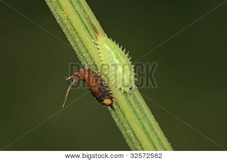 Insekter på en grøn plante