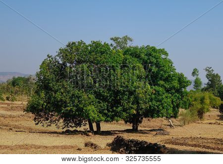 Big Trees In Village, India