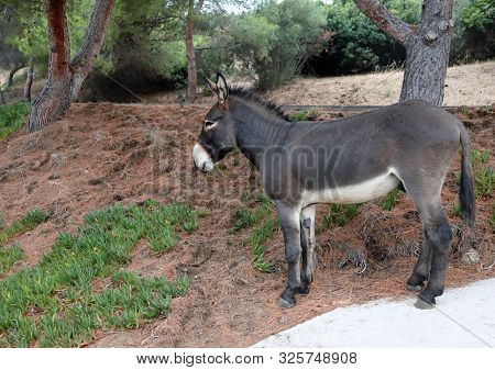 Solitary Young Donkey In Mediterranean Area In Summer