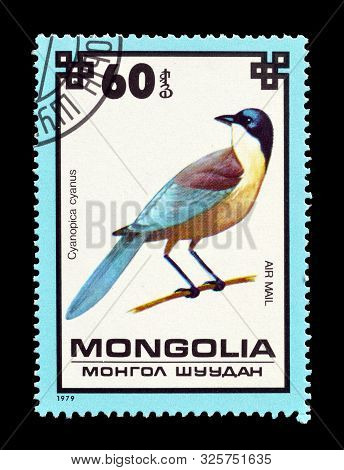 Cancelled Postage Stamp Printed By Mongolia, That Shows Azure Winged Magpie, Circa 1979.