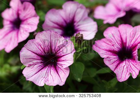 Petunia Plant Is Originally From South America And Is Closely Related To Ornamental Tobacco Plant Of