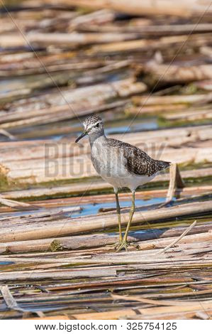 Sandpiper, Wood Sandpiper (tringa Glareola) Wader Bird Sandpiper
