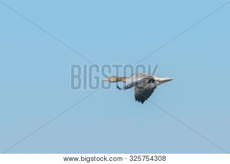 Greylag Goose Flight (anser Anser) Wiuldlife Greylag Goose