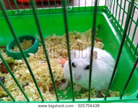 A Little White Mouse Sits In A Green Cage In A Petting Zoo.