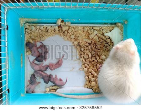 A Small White Mouse Sits With Its Newborn Mice In A Green Cage In A Petting Zoo.