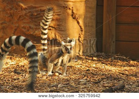 Beautiful Lemur On The Wall Background. Lemuriformes