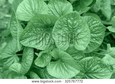 Close Up Botany, Flower Mint Color Leaves In The Garden