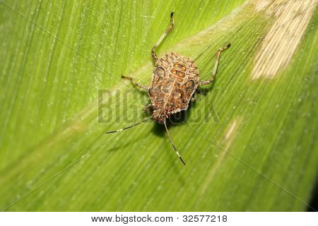 Stinkbug
