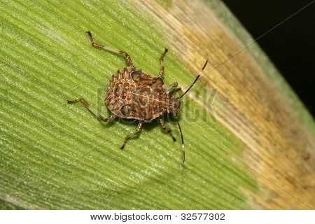Stinkbug