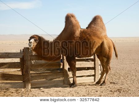 Bactrian Camel In The Steppes Of Mongolia