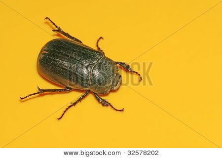 Dung Beetle