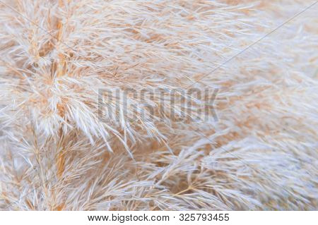 Cortaderia Or Pampean Grass. Natural Background From Cortaderia.