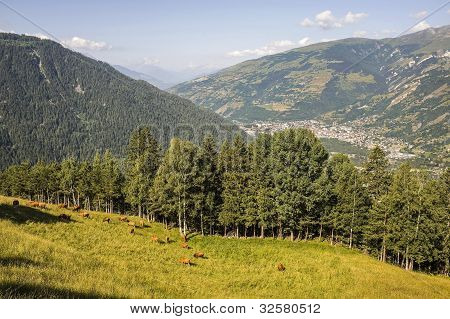 Petit-saint-bernard