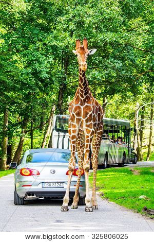 Dvur Kralove, Czech Republic - August 18, 2019: Wild Safari Drive In Dvur Kralove Zoo, Czech Republi