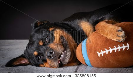 Rottweiler female laying down with stuffed football