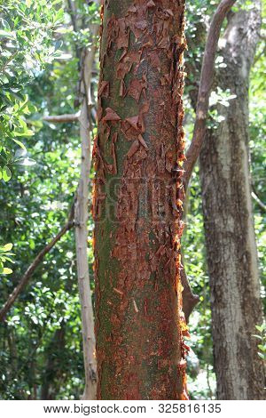 Beautiful Bark Of The Bursera Simaruba  At John Pennekamp Coral Reef State Park In The Florida Keys