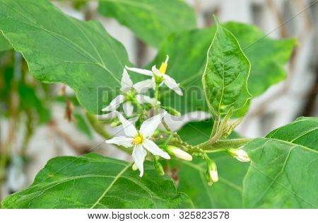 Vegetable And Herb, Eggplant Tree Or Aubergine Plant With White Blossoms In A Kitchen Garden.