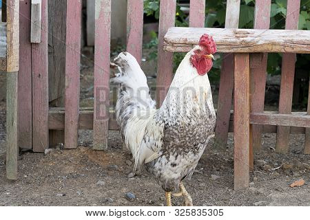 One White Rooster Alive In A Rural Yard On The Street. Poultry With A Red Comb For A Walk In The Yar