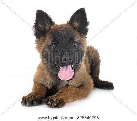 Puppy Tervueren Dog In Front Of White Background