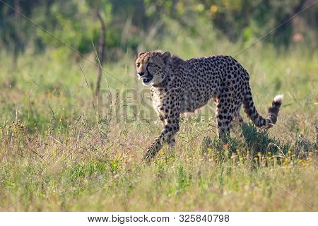 Lone Cheetah Stalking Its Prey Through Long Grass Of A Veldt