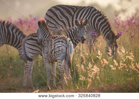 Zebra Herd With Young Ones Grazing On Grass And Wildflowers
